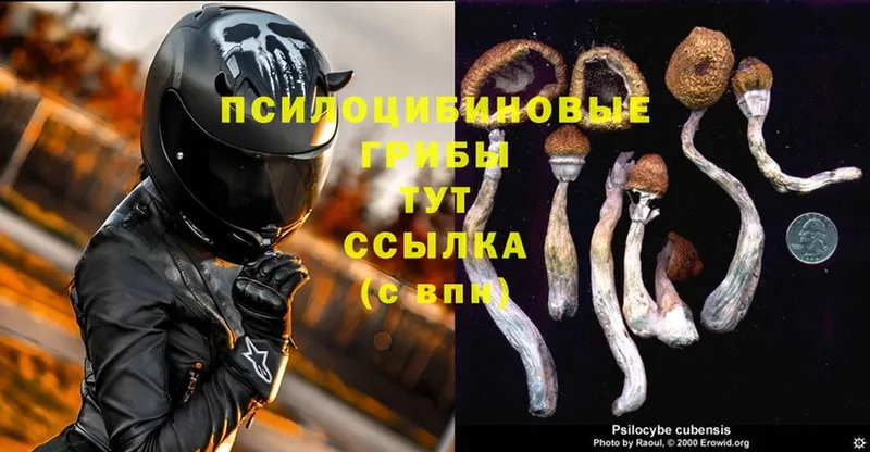 Галлюциногенные грибы Psilocybine cubensis  Бузулук 